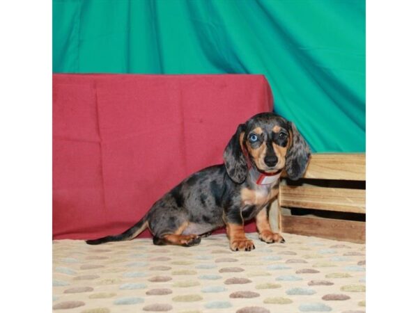 Dachshund-DOG-Female-Black / Tan-22393-Petland Scottsdale, Arizona