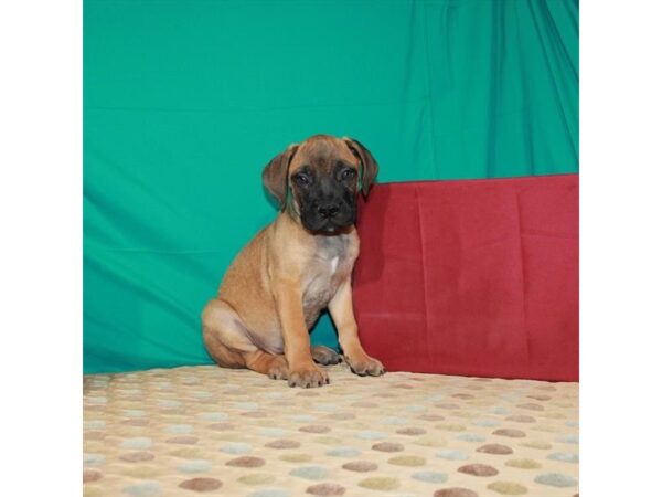 Bullmastiff-DOG-Male-Fawn-22395-Petland Scottsdale, Arizona
