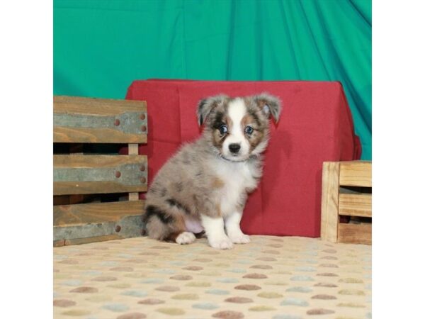 Australian Shepherd-DOG-Male-Blue Merle-22392-Petland Scottsdale, Arizona