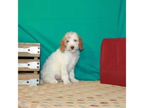 F1B Mini Goldendoodle-DOG-Female-White / Red-22396-Petland Scottsdale, Arizona