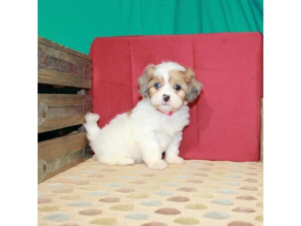Poodle/Shih Tzu-DOG-Female-White / Red Merle-22397-Petland Scottsdale, Arizona