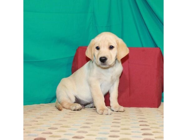 Labrador Retriever-DOG-Male-Yellow-22394-Petland Scottsdale, Arizona