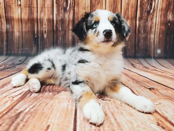 Miniature Australian Shepherd-DOG-Male-BLUE MERLE-22399-Petland Scottsdale, Arizona