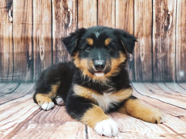 Miniature Australian Shepherd-DOG-Male-TRI-COLOR-22400-Petland Scottsdale, Arizona