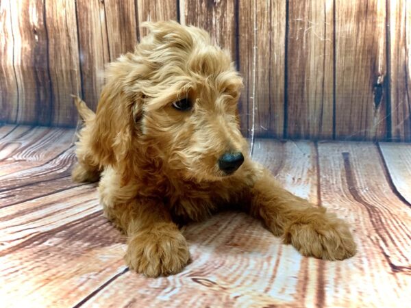 F1B Goldendoodle-DOG-Female-Golden-22357-Petland Scottsdale, Arizona