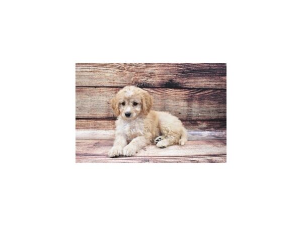 Bichon Frise/Poodle-DOG-Female-Apricot-22401-Petland Scottsdale, Arizona