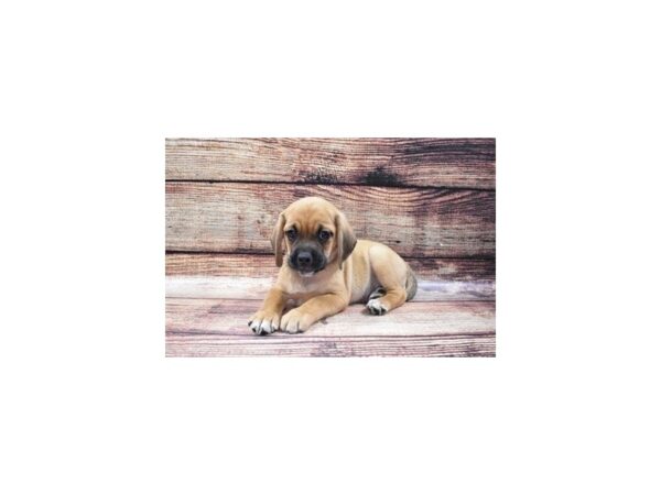 Beagle/Pug-DOG-Male-Fawn-22402-Petland Scottsdale, Arizona