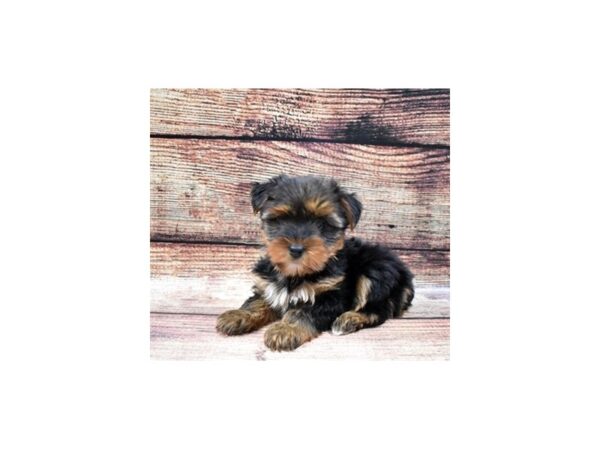 Yorkshire Terrier-DOG-Female-Black and Gold-22405-Petland Scottsdale, Arizona
