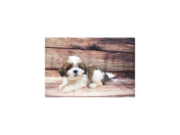 Lhasa Apso-DOG-Female-Golden-22412-Petland Scottsdale, Arizona