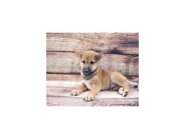 Shiba Inu-DOG-Male-Red-22407-Petland Scottsdale, Arizona