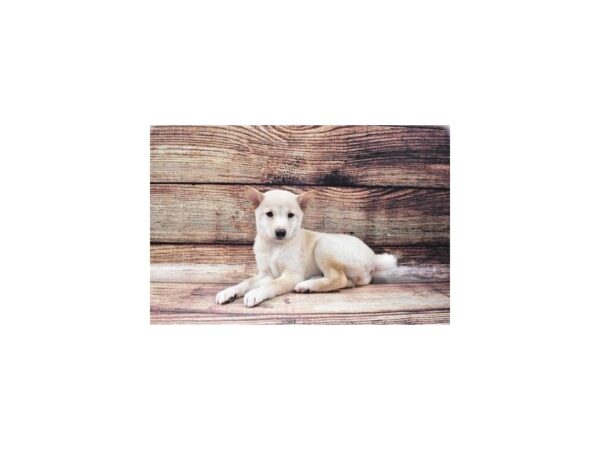 Shiba Inu-DOG-Female-Cream-22408-Petland Scottsdale, Arizona