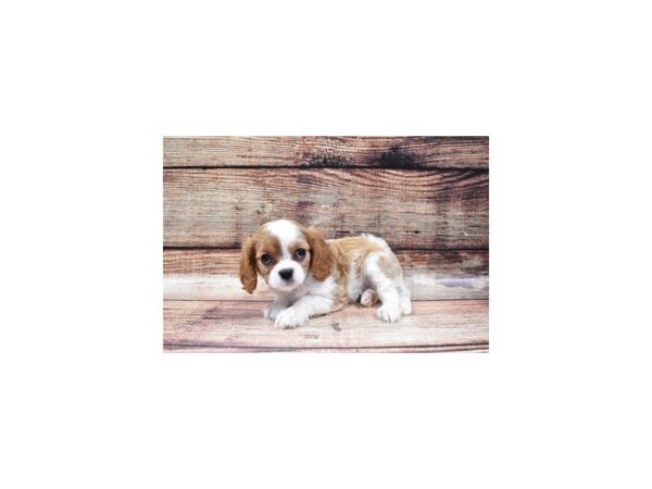 Cavalier King Charles Spaniel-DOG-Female-Blenheim-22410-Petland Scottsdale, Arizona