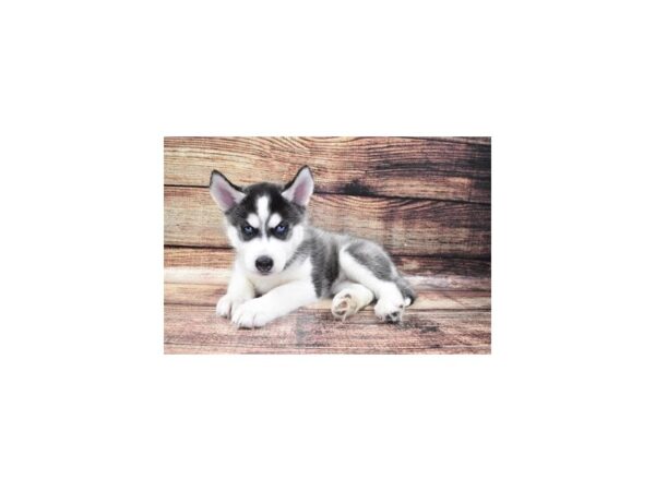 Siberian Husky-DOG-Male-Black and Tan-22404-Petland Scottsdale, Arizona