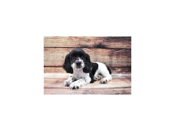 Cocker Spaniel-DOG-Female-Black and White-22411-Petland Scottsdale, Arizona