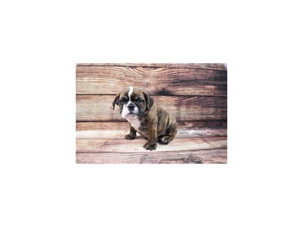 English Bulldog-DOG-Male-Brindle and White-22409-Petland Scottsdale, Arizona