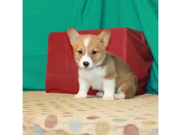 Pembroke Welsh Corgi-DOG-Male-Red / White-22418-Petland Scottsdale, Arizona