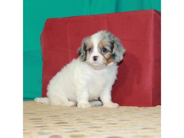 Cavalier King Charles Spaniel/Poodle-DOG-Female-White Blue Merle / Tan-22420-Petland Scottsdale, Arizona