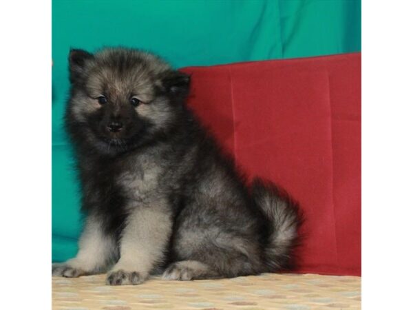 Keeshond-DOG-Male-Silver / Black-22416-Petland Scottsdale, Arizona