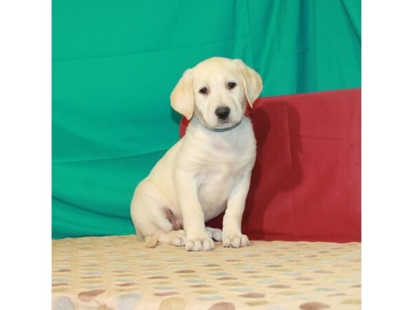 Labrador Retriever-DOG-Female-Yellow-22417-Petland Scottsdale, Arizona