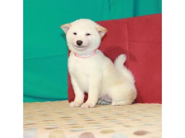 Shiba Inu-DOG-Male-Cream-22419-Petland Scottsdale, Arizona