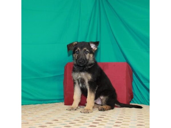 German Shepherd Dog-DOG-Male-Black / Tan-22421-Petland Scottsdale, Arizona