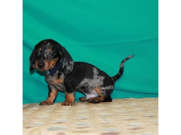 Dachshund-DOG-Male-Black / Tan-22415-Petland Scottsdale, Arizona
