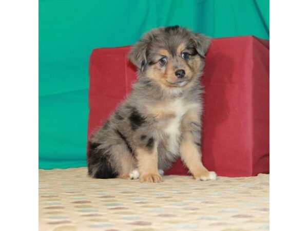 Australian Shepherd-DOG-Male-Blue Merle-22414-Petland Scottsdale, Arizona