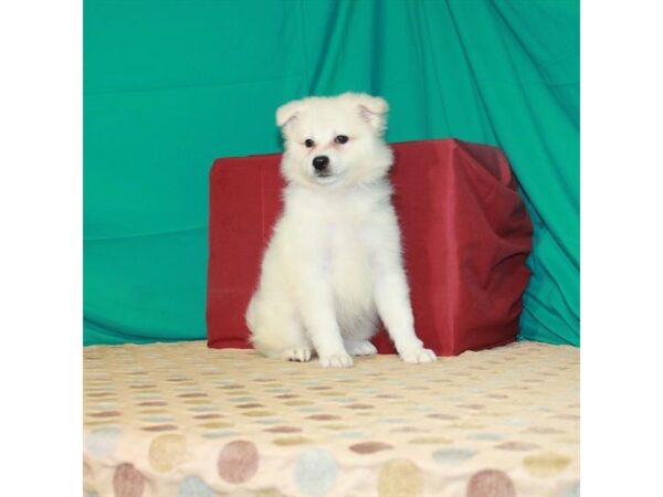 American Eskimo Dog-DOG-Female-White-22413-Petland Scottsdale, Arizona