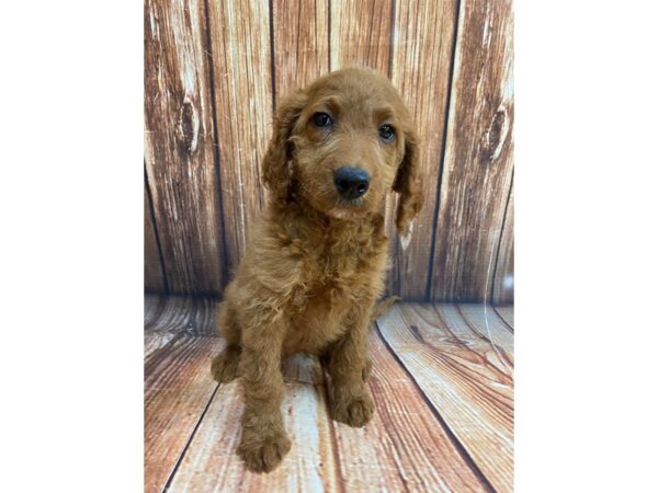 F1B Goldendoodle-DOG-Female-Golden-22423-Petland Scottsdale, Arizona