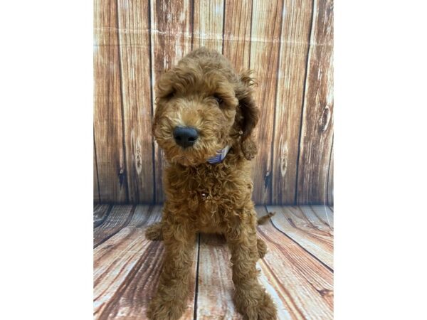 F1B Goldendoodle-DOG-Male-Golden-22422-Petland Scottsdale, Arizona
