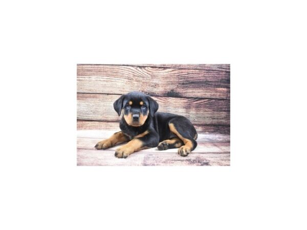 Rottweiler-DOG-Female-Black and Rust-22433-Petland Scottsdale, Arizona