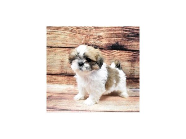 Lhasa Apso-DOG-Female-Golden-22432-Petland Scottsdale, Arizona