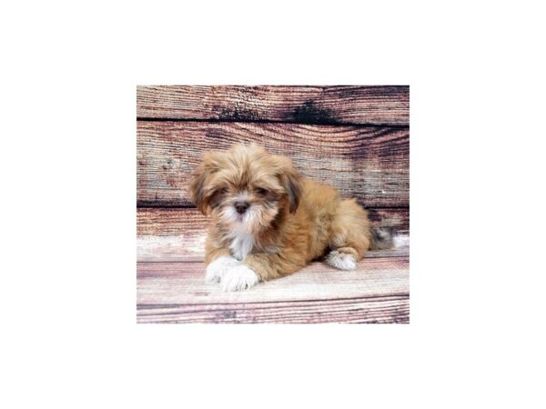 Lhasa Apso-DOG-Female-Red Gold-22431-Petland Scottsdale, Arizona