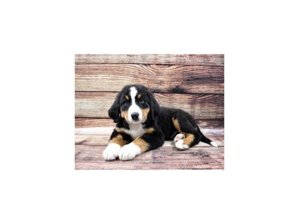 Bernese Mountain Dog-DOG-Male-Black Rust and White-22437-Petland Scottsdale, Arizona