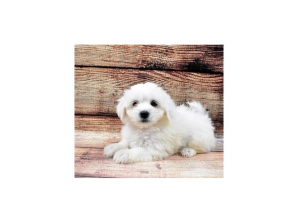 Coton De Tulear-DOG-Female-Black-22435-Petland Scottsdale, Arizona