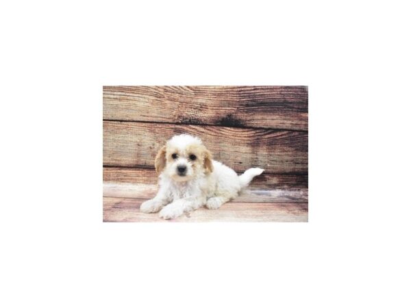 Bichon Frise/Poodle-DOG-Female-White and Apricot-22438-Petland Scottsdale, Arizona