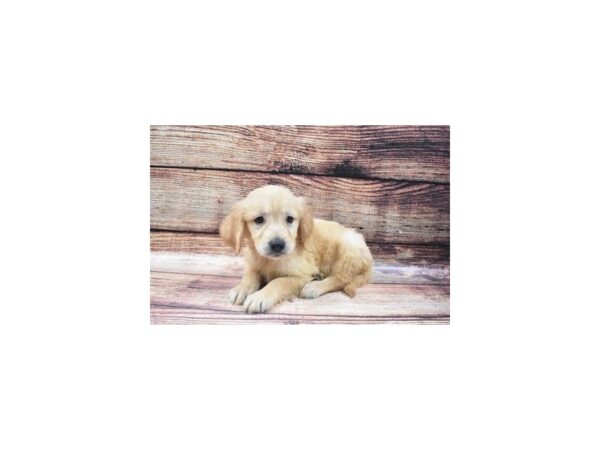 Golden Retriever-DOG-Male-Golden-22429-Petland Scottsdale, Arizona
