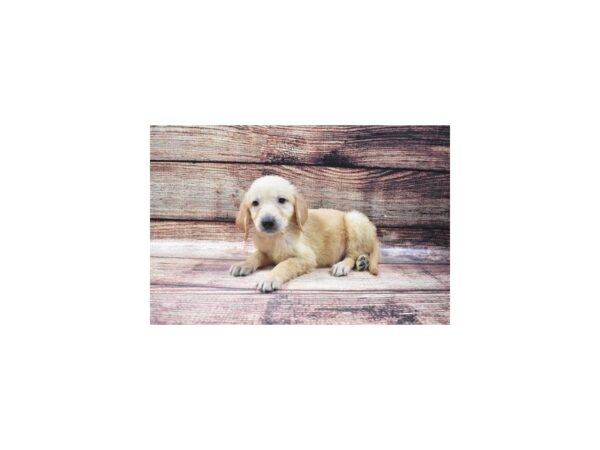 Golden Retriever-DOG-Male-Golden-22430-Petland Scottsdale, Arizona