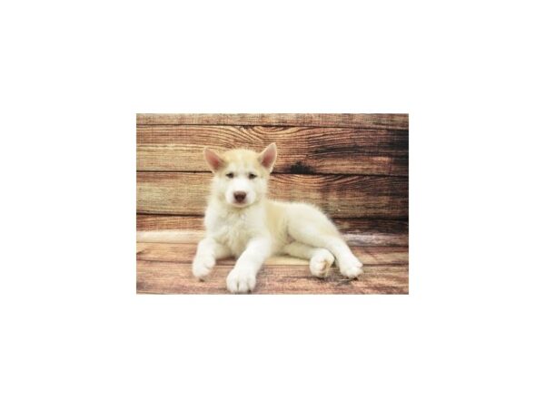 Siberian Husky-DOG-Male-Tan and White-22434-Petland Scottsdale, Arizona