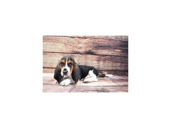 Basset Hound-DOG-Male-Black White and Tan-22436-Petland Scottsdale, Arizona