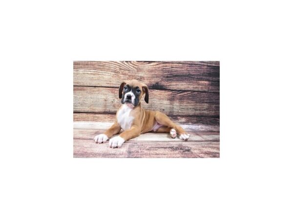 Boxer-DOG-Male-Fawn-22426-Petland Scottsdale, Arizona
