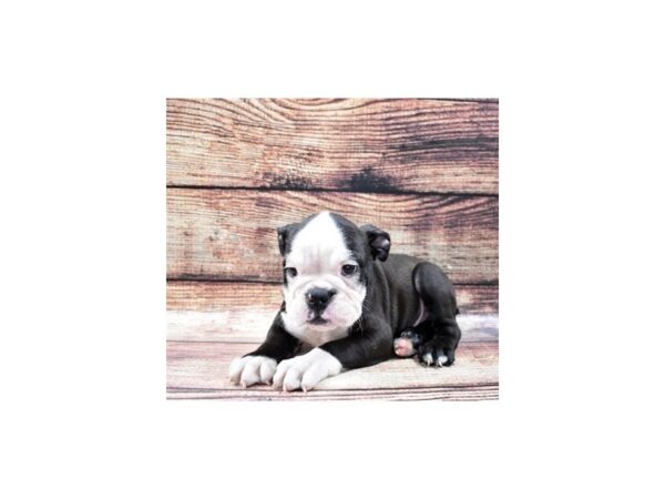 English Bulldog-DOG-Male-Black and White-22427-Petland Scottsdale, Arizona