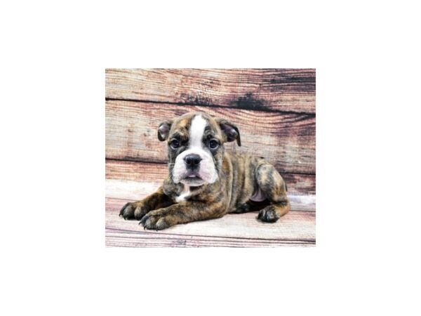 English Bulldog-DOG-Female-Red Brindle and White-22428-Petland Scottsdale, Arizona
