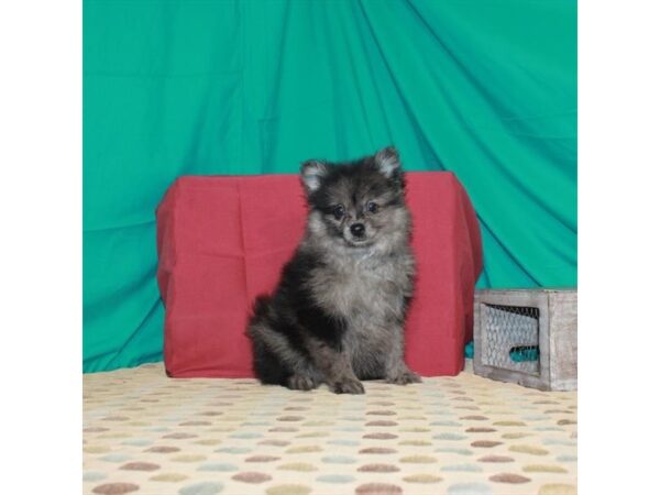 Pomeranian-DOG-Male-Blue Merle-22442-Petland Scottsdale, Arizona