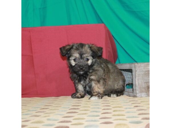 Havanese-DOG-Female-Gold-22439-Petland Scottsdale, Arizona