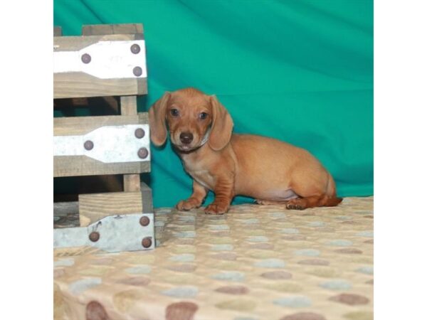 Dachshund-DOG-Female-Red-22443-Petland Scottsdale, Arizona