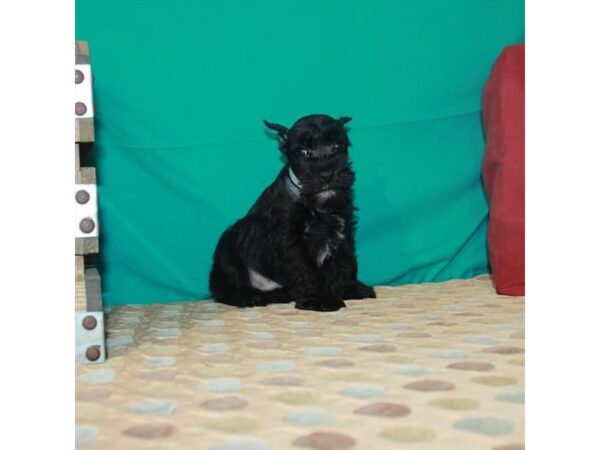 Miniature Schnauzer-DOG-Male-Black-22441-Petland Scottsdale, Arizona