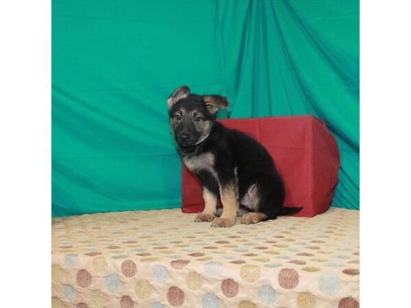 German Shepherd Dog-DOG-Female-Black / Tan-22449-Petland Scottsdale, Arizona
