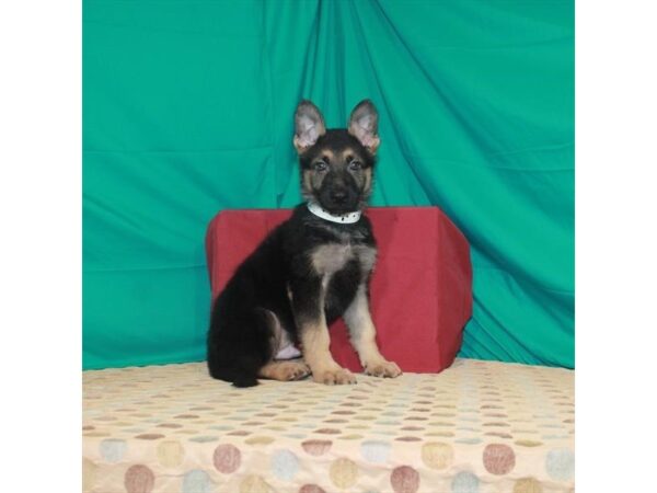 German Shepherd Dog-DOG-Male-Black / Tan-22450-Petland Scottsdale, Arizona