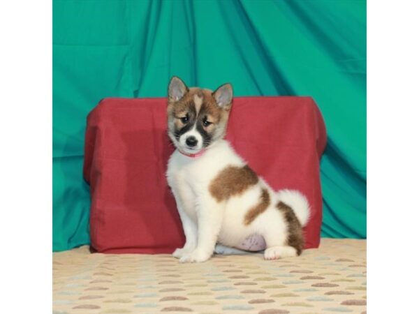 Shiba Inu-DOG-Female-Red Sesame / White-22444-Petland Scottsdale, Arizona